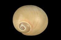 藏品(大玉螺)的圖片